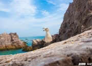 海水更清、海滩更净、海鸟更多……去年我国近海海域海水优良水质面积达85%的历史新高