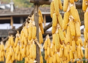 天气影响消退 玉米短期或震荡调整