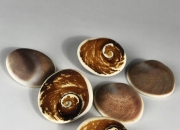 贝壳化石揭示5亿多年前的进化“战斗力竞赛”