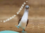 新华鲜报｜万物共生！中国生物多样性保护“给力”