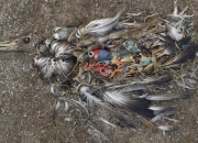 研究发现新西兰黑背鸥转变为城市“垃圾觅食者”