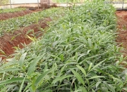 信邦制药：公司目前研发项目主要包括中药材种植技术研究等