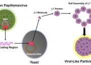 康乐卫士公布国际专利申请：“人乳头瘤病毒HPV59 L1蛋白的表达和类病毒样颗粒及其制备方法”