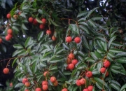 茂名荔枝“触网”记，“千亿扶持”如何让荔枝从“小特产”到“大生意”