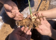 双塔食品：白蛋白及低聚糖目前尚处于市场开发阶段