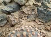 远古珊瑚化石警示未来海平面可能骤然上升