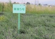 蒙草生态：西藏地区生态修复项目进展