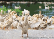 新 希 望获得发明专利授权：“一种肉鸭养殖场粪坑”