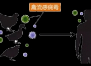 益生股份：公司自法国引种所涉及的省份未监测到高致病性禽流感病毒，目前公司按计划正常引种