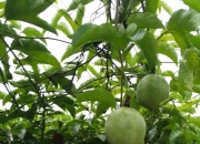 易捷微光计划公益林在阿克苏正式揭牌助力乡村振兴