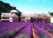 远古发现丨研究揭示腕足动物经历大灭绝后仍在“努力进化”