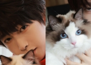 淘宝猫王大赛收官 猫咪“小小”获得冠军