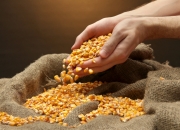 （2024年7月29日）今日小麦期货和美小麦价格行情查询