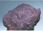 研究人员在西藏发现凤仙花属植物新物种