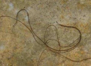 远古发现丨5.14亿年前的寒武纪多刺世山虫揭密软体动物起源