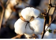 美棉优良率再次连续下降 预计郑棉期价弱势震荡