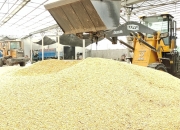 玉米开工率维持较低水平 价格逐渐进入季节性下跌