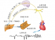 大脑推理神经过程首次阐明