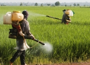 我国科学家将与企业合作推动几丁质研究成果转化促进绿色农药应用