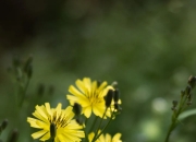 蔚领时代MR交互式电影《春草传·青与白》Vision Pro版先导片发布