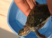 超声电子：不知您所问的是什么？