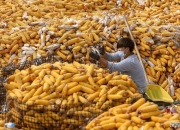 玉米跌超基本面 政策稻谷拍卖成交不佳