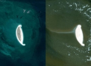 新研究：气候变化或导致褐藻和海草分布范围缩减