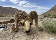 9月17日华映科技涨停分析：债转股 ・ AMC，国企改革，福建自贸/海西概念概念热股