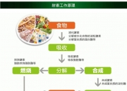 2024酵素饮料行业市场未来发展趋势及前景预测分析_人保财险 ,人保有温度
