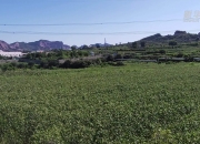 一场优质谷子新品种“擂台赛”背后的谷子育种“雄心”