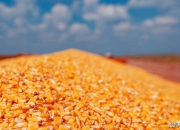 CBOT玉米持续高位震荡 美玉米季度库存低于预期