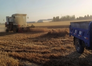 CBOT小麦期货价格震荡下行 哈萨克斯坦已收获小麦1730万吨