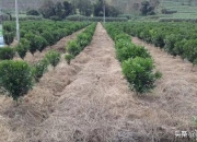 和邦生物： 目前制备草甘膦工艺主要有IDA法与甘氨酸法两种方法