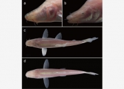 我国贵州发现两个洞穴鱼新物种
