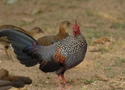 科研人员新发现一种古老的幽门螺杆菌亚种