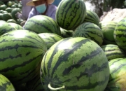 红枣近期维持宽幅震荡 内地客商前往新疆备战新季