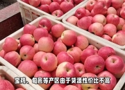 （2024年10月23日）今日苹果期货最新价格查询