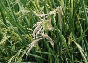 隆平高科：与中国农业科学院作物科学研究所签署《抗螟虫水稻新种质及其基因独家利用合同》、《小麦新品种中麦801使用权许可合同》