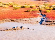 西太平洋斑海豹“洄”辽了