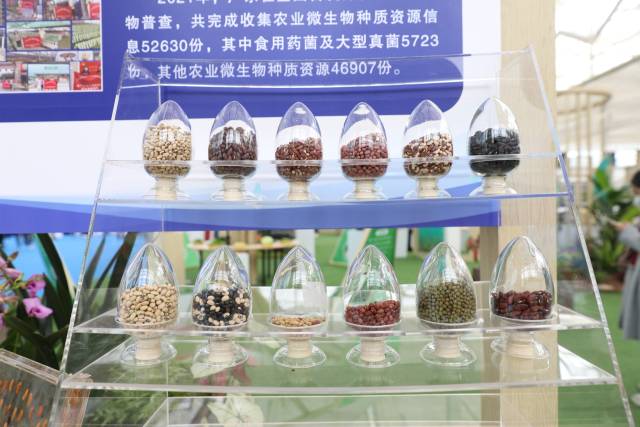 专家建议加强玉米种质资源科研大协作助力种业振兴