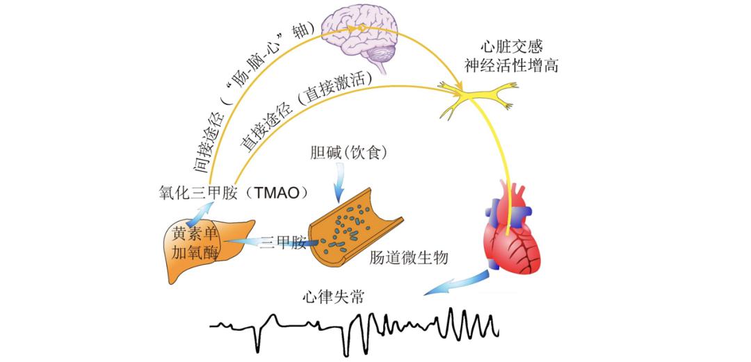 大脑推理神经过程首次阐明