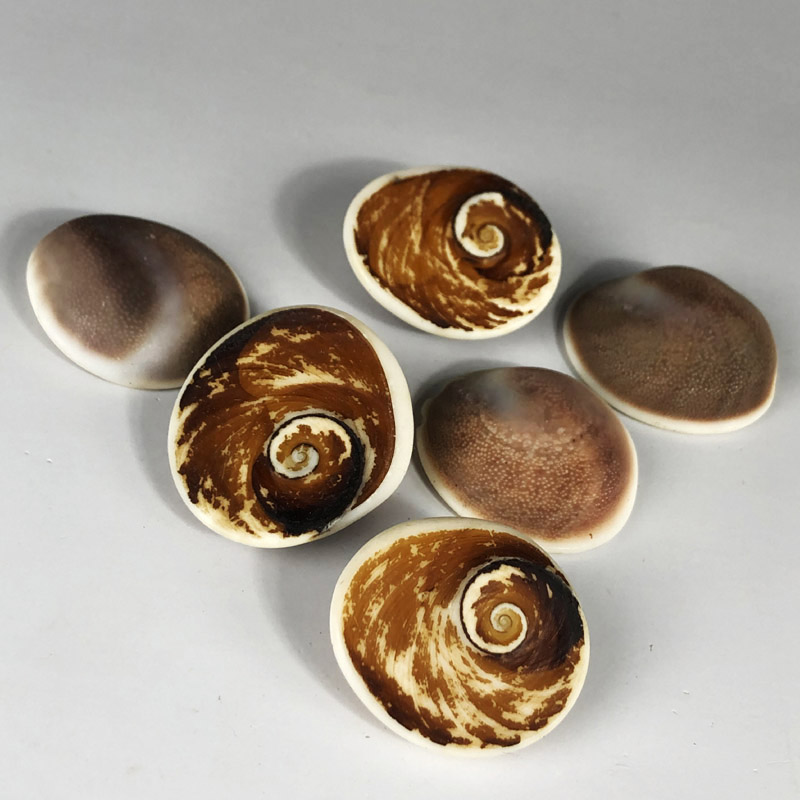 贝壳化石揭示5亿多年前的进化“战斗力竞赛”