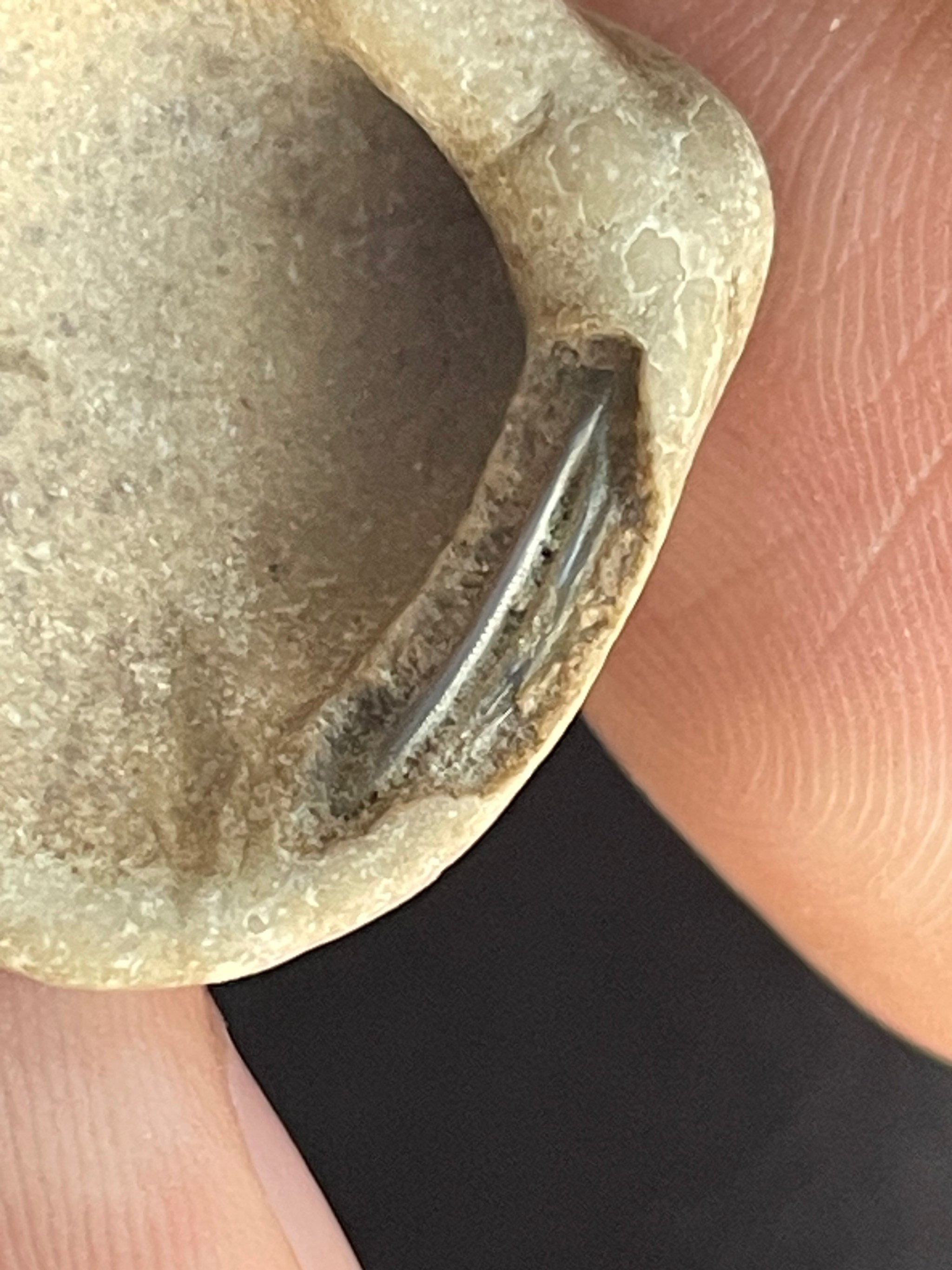 贝壳化石揭示5亿多年前的进化“战斗力竞赛”