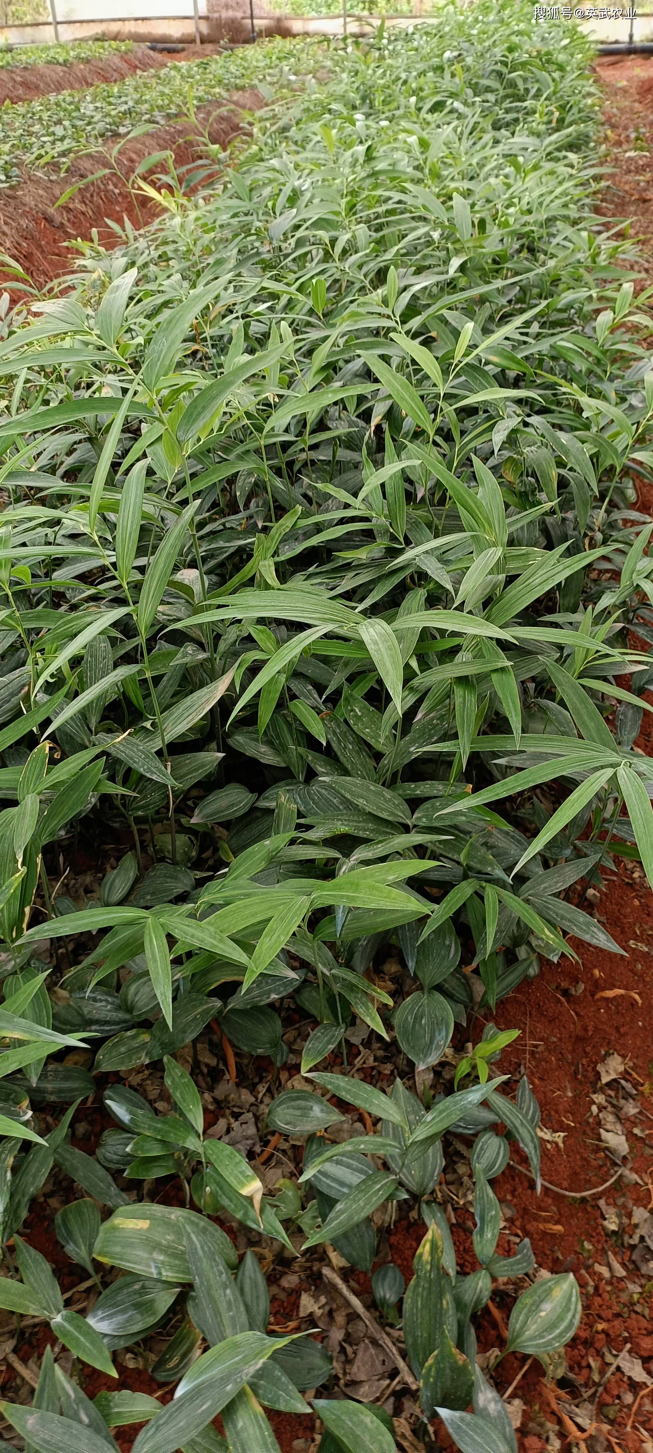 信邦制药：公司目前研发项目主要包括中药材种植技术研究等