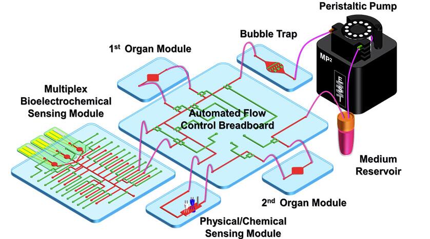 百洋医药集团：器官芯片及3D疾病模型联合实验室揭牌启用