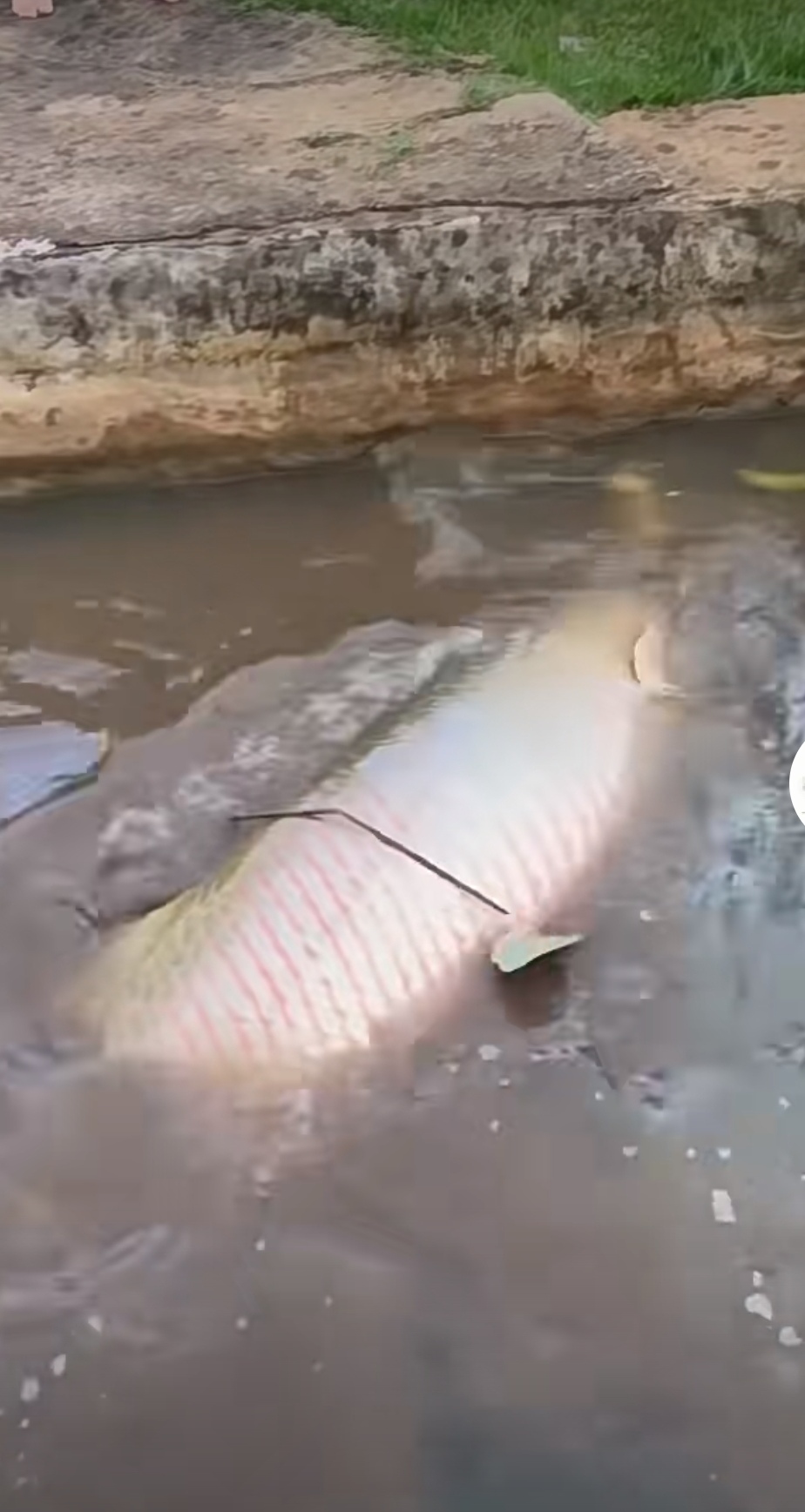 新研究：鱼类悬停在水中其实很“费劲”