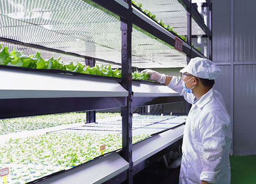 第五届“多多农研科技大赛”初赛四强出炉，植物工厂商业化成赛事角逐焦点