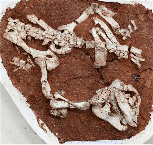 远古鱼龙带来跨越亿年的降噪智慧