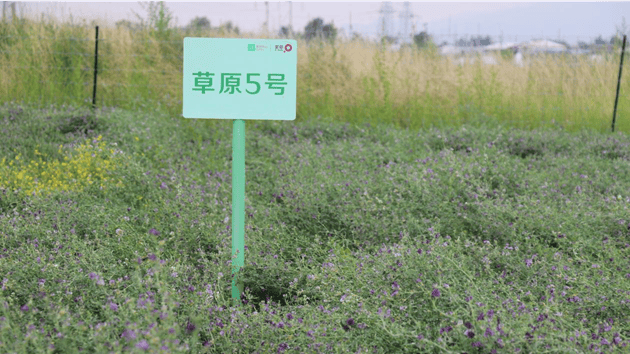 蒙草生态：西藏地区生态修复项目进展