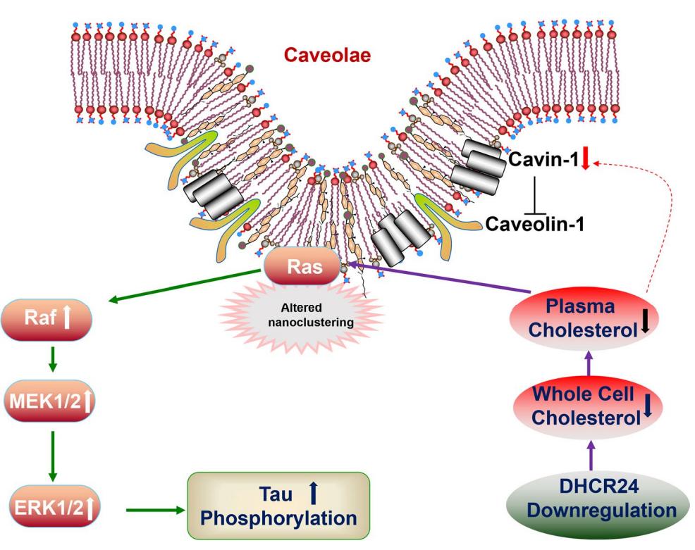 科美诊断(688468.SH)旗下公司获批磷酸化tau217蛋白检测试剂盒